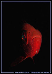 Face to face with a Priacanthus Arenatus - A Bigeye Fish ... by Michel Lonfat 